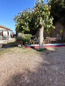 drzewo z kwiatami obok ławki w obiekcie Maison accueillante avec vue sur la mer à Grosseto-Prugna w mieście Grosseto-Prugna