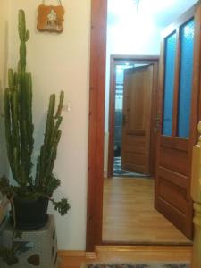 a cactus in a pot sitting next to a door at Dušanov Konak in Bajina Bašta