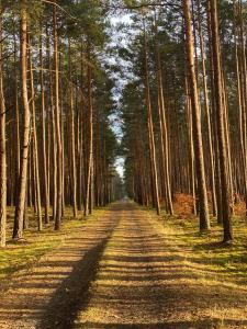 a road in the middle of a forest with trees at Przytulny apartament dla dwojga in Sulejów