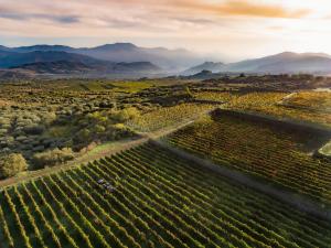 an aerial view of a vineyard with mountains in the background at Dimora Cottanera in Castiglione di Sicilia