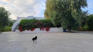 Gallery image of B&B Casrienn in Mattinata