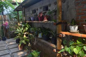 a bunch of potted plants on a brick wall at Mahoni Guest House Labuan Bajo in Labuan Bajo