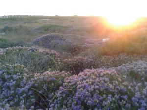 a field of purple flowers with the sunset in the background at Calanca Apulian Residence in Torre Santa Sabina