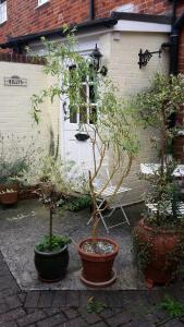 two potted trees in pots in front of a building at Billys in Kedington