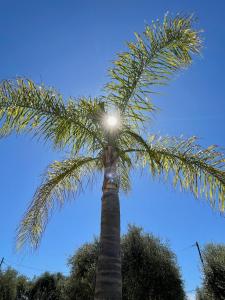 a palm tree with the sun shining on it at Villa SYAGRUS - Easy Home Booking in Nice +33 photos