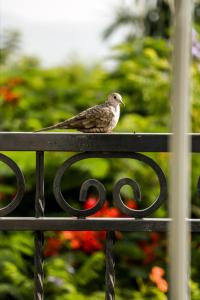 a bird sitting on top of a metal fence at The Lorian Club in Cocoyoc
