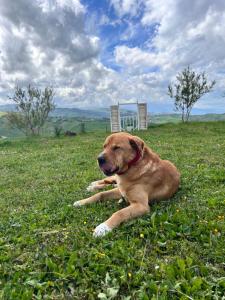 Domácí mazlíčci ubytovaní s hosty v ubytování La Collina in una Stanza - Atessa