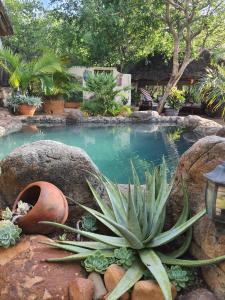 a pool of water with a bunch of plants at Canyon guest villa in Hoedspruit