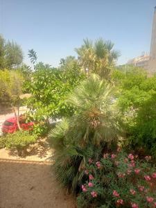 a garden with palm trees and other plants and flowers at apart playa Tano in La Mata