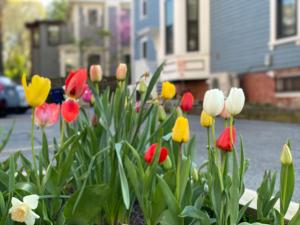 a bunch of colorful flowers in front of a house at Ginkgo House on Harvard in Cambridge