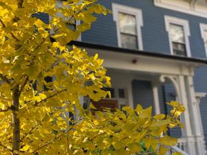a yellow tree in front of a blue house at Ginkgo House on Harvard in Cambridge