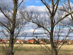 two trees in a field with a church in the background at Landgasthof Zum Ring in Ringleben
