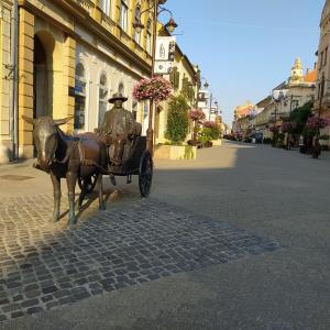 Zvířata v apartmánu nebo okolí