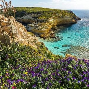 un gruppo di fiori su una scogliera vicino all'oceano di Centro Lampedusa via Roma a Lampedusa