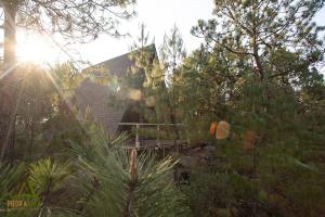 a house in the middle of a garden with trees at Cabañas Chalets Piedra Alta Zacatlan in Camotepec