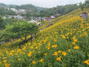 un campo de flores amarillas en una colina en HeMei Homestay, en Ho-mei