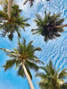 a group of palm trees against a blue sky at Redang Campstay A Frame in Redang Island