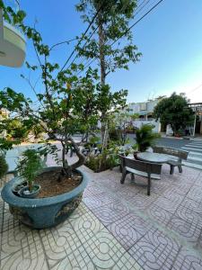 a group of bonsai trees and benches on a patio at Homestay Hoài Tâm Phan Thiết in Ấp Sung Xuân