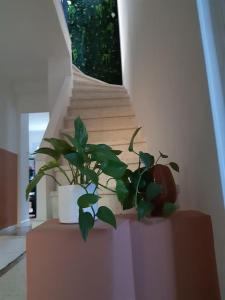 a plant sitting on a table next to a staircase at Maison cocooning près du centre d'Avignon in Avignon