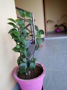 حديقة خارج Hotel Mirage Sauraha