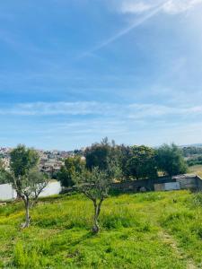 zwei Bäume auf einem Feld mit einer Stadt im Hintergrund in der Unterkunft Dar zmen 