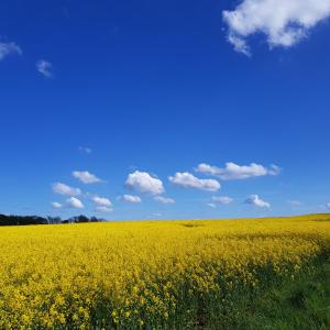 a yellow rapeseed field with a blue sky and clouds at Strand & Garten in Surendorf
