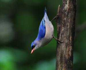 a blue and white bird is clinging to a tree at Rangbondoi - Birdwatching Included 