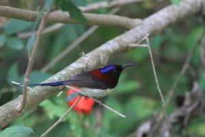 a colorful bird perched on a tree branch at Rangbondoi - Birdwatching Included 