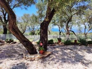eine Gruppe von Bäumen mit Blumen in Töpfen darunter in der Unterkunft Villa Olive Garden, Kastanida - Paxoi in Gaios