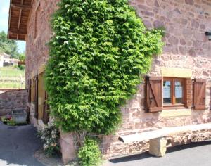 a large green bush growing on the side of a building at Gite Les Cerisiers in Sevelinges