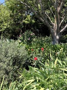 a garden with red flowers and a tree at Dainty Bess cottage in Middelburg