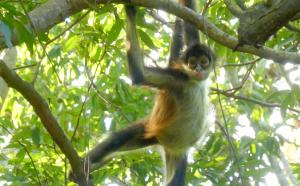 a monkey is sitting on a tree branch at CAMP AKUMAL - Hosted Family Bungalows in Akumal