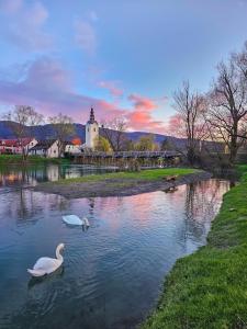 twee zwanen zwemmen in een vijver met een kerk op de achtergrond bij Ob Krki Apartments in Kostanjevica na Krki