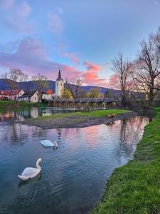 two swans swimming in a pond with a church in the background at Ob Krki Apartments in Kostanjevica na Krki