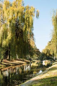 a weeping willow tree hanging over a river at Golden apartman in Gyula