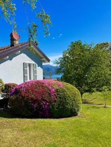 a house with a bush of flowers in front of it at Le Betulle in Oggebbio