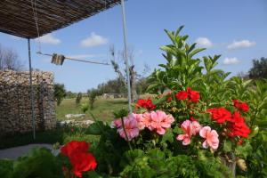 un montón de flores rojas en un jardín en giardino del tempo en Merine