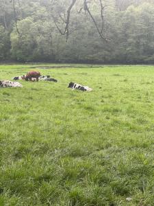 Imagen de la galería de B&B ArdennesT, en Bouillon