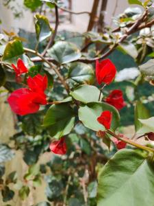 Gallery image of Host4All casa vacanze in Falconara Marittima +21 photos