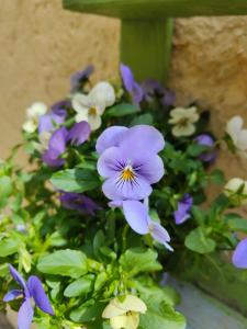 Gallery image of Host4All casa vacanze in Falconara Marittima