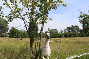 een lama die naast een boom in een veld staat bij Les Racines de la Vie Rurale in Ledringhem