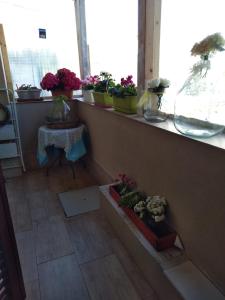 a room with potted plants on a window ledge at Stanza privata casa artistica Mariola in San Sperate