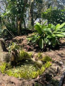 Zahrada ubytování Romántico refugio en la montaña