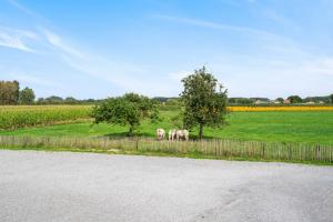 three horses standing in a field next to a fence at Burgemeestershof in Wetteren