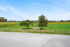 três cavalos num campo ao lado de uma cerca em Burgemeestershof em Wetteren