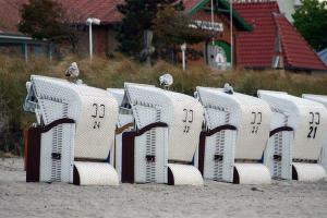 uma fila de cadeiras na praia com pássaros em Yachthafenresidenz-Wohnung-9207-895 em Kühlungsborn
