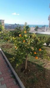 an orange tree in a garden with the ocean in the background at Villa Dei Limoni in Durrës