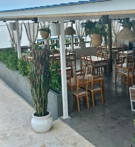 une plante dans un pot sur une terrasse avec des tables et des chaises dans l'établissement Parguera Plaza Hotel - Adults Only, à La Parguera