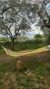 amaca appesa a un albero in un campo di VILLA IN COLLINA VISTA MARE a Roseto degli Abruzzi