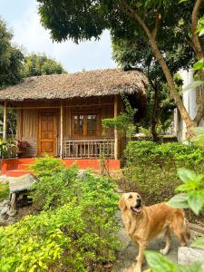 a brown dog standing in front of a house at Ninh Binh Bamboo Farmstay in Ninh Binh